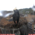 13_40-nest.jpg
