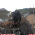 13_45-nest.jpg