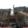 13_50-nest.jpg