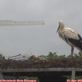 13_55-mast.jpg