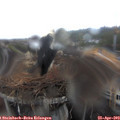13_55-nest.jpg