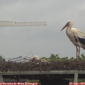 14_00-mast.jpg