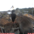 14_00-nest.jpg