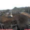 14_05-nest.jpg