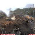 14_15-nest.jpg
