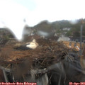 14_20-nest.jpg