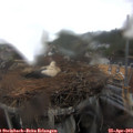 14_25-nest.jpg