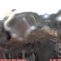 14_50-nest.jpg