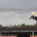 14_55-mast.jpg