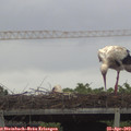15_00-mast.jpg