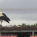 15_05-mast.jpg