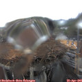 15_05-nest.jpg