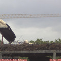 15_10-mast.jpg