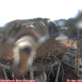15_10-nest.jpg