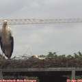 15_15-mast.jpg