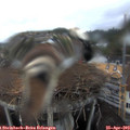 15_15-nest.jpg
