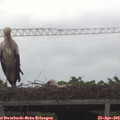 15_20-mast.jpg