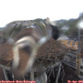 15_20-nest.jpg