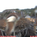 15_30-nest.jpg