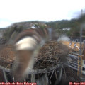 15_40-nest.jpg