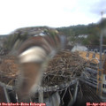 15_45-nest.jpg