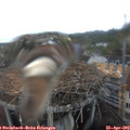 15_50-nest.jpg