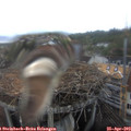 15_55-nest.jpg