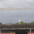 16_00-mast.jpg