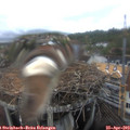 16_00-nest.jpg