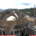 16_05-nest.jpg