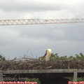 16_10-mast.jpg
