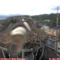 16_10-nest.jpg