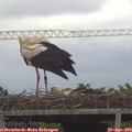16_15-mast.jpg