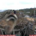 16_15-nest.jpg