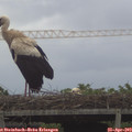 16_20-mast.jpg