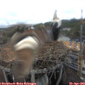 16_20-nest.jpg