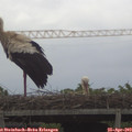 16_25-mast.jpg