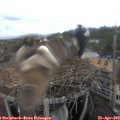 16_25-nest.jpg