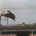 16_30-mast.jpg