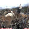 16_30-nest.jpg