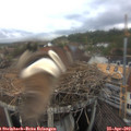 16_35-nest.jpg