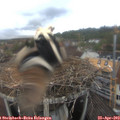 16_40-nest.jpg
