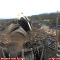 16_45-nest.jpg