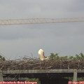 16_50-mast.jpg