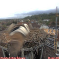 16_50-nest.jpg
