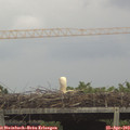 16_55-mast.jpg