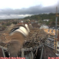 16_55-nest.jpg