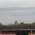 17_00-mast.jpg