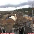 17_00-nest.jpg