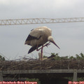 17_05-mast.jpg